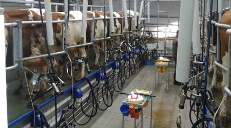 produkcia mlieka